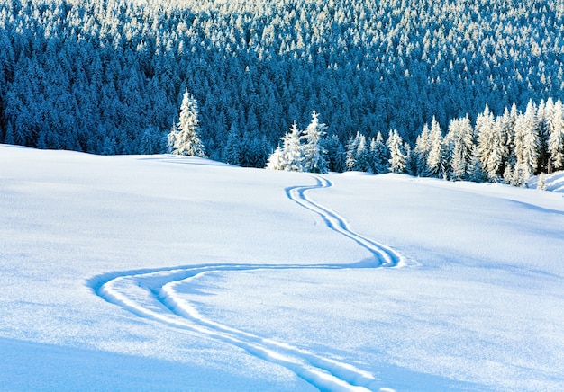 Rastro de esquí en la superficie de la nieve y bosque de abetos de montaña de invierno detrás.