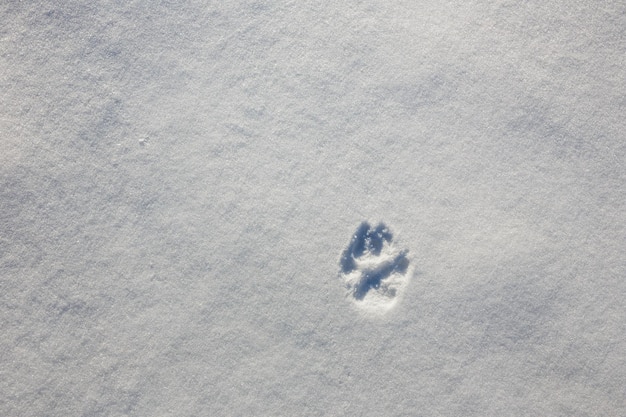 Rastro de la pata de un lobo en la nieve en invierno