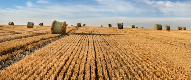 Rastrojo después del trigo cosechado en el campo fardos de paja en rollos en el horizonte un campo de maíz contra el fondo de un hermoso cielo