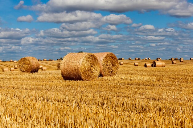 Rastrojo de trigo en un campo rural