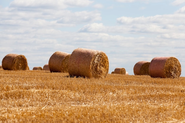 Rastrojo de trigo en un campo rural