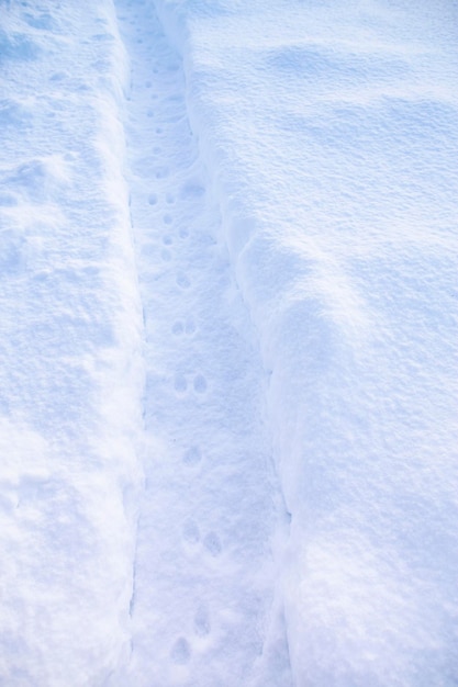 Rastros de gatos frescos no caminho limpo de neve no fundo de nevascas