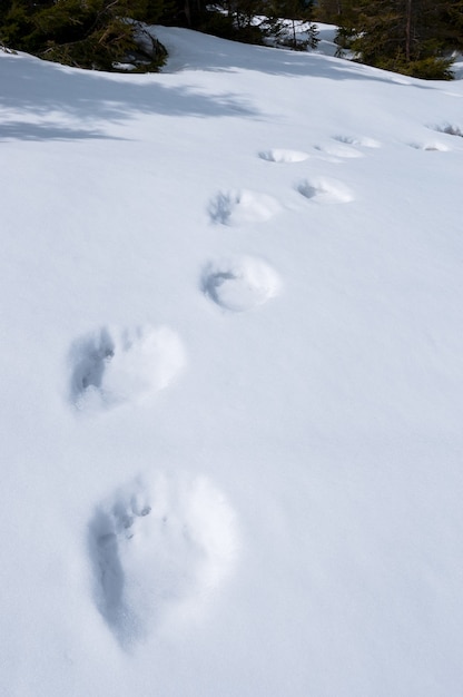 Rastros de urso na neve