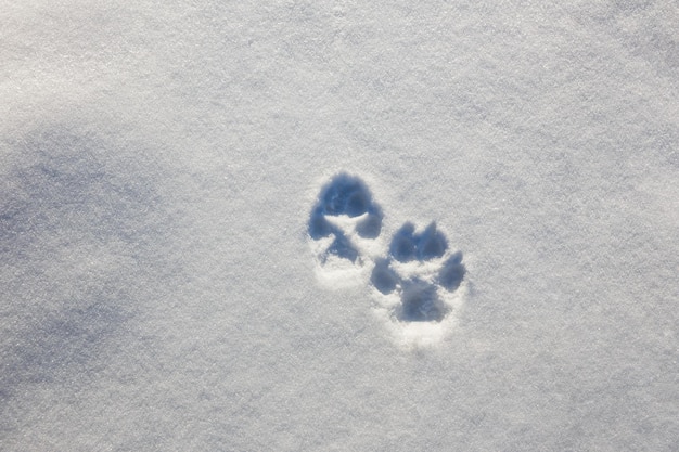 Rastros de dos patas de lobo en la nieve en invierno