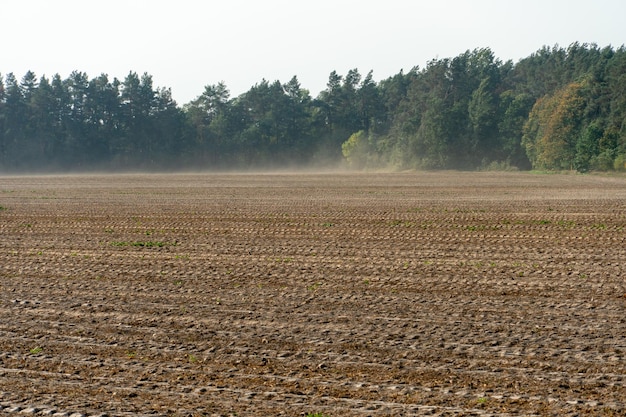 Rastros de equipos de limpieza en la arena Un campo vacío después de la cosecha Primer plano de suelo seco sin vida con rastros de maquinaria pesada Campo agrícola