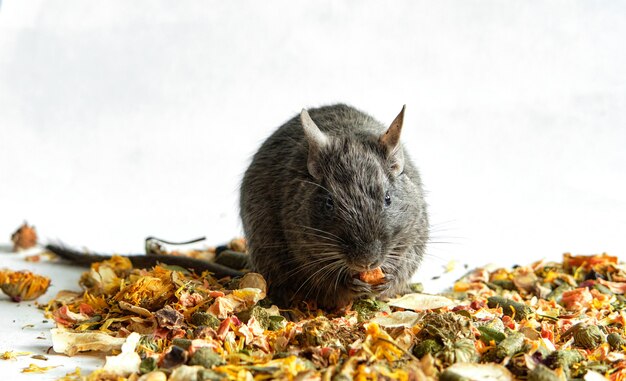 Rat blue degu se sienta en la popa desmenuzada, pancarta con espacio para texto