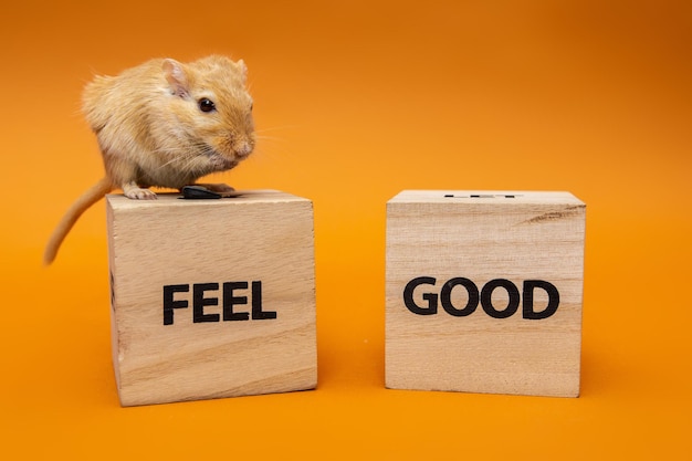 Rat se sienta en un cubo de juguete de madera sobre un fondo naranja