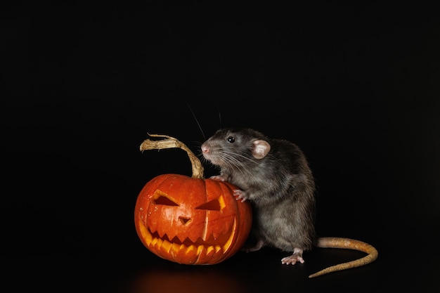 Rata aislada en fondo negro Rato y cabeza cortada Rodente y calabaza Concepto de vacaciones de Halloween