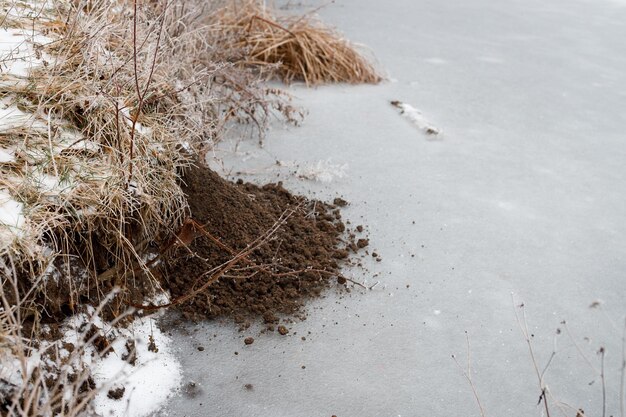 Una rata almizclera cavó un hoyo para esconderse de la nieve y el frío cerca del lago