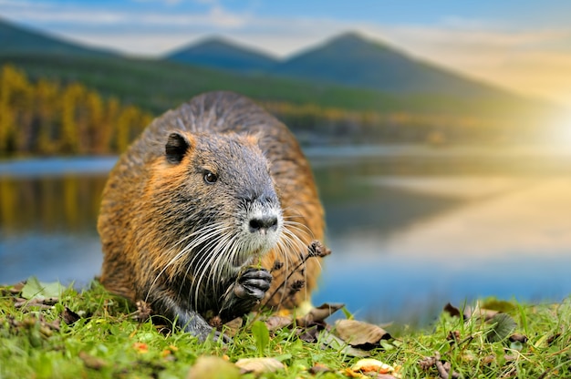 Rata almizclera (Ondatra zibethica) en el lago de primavera con montaña