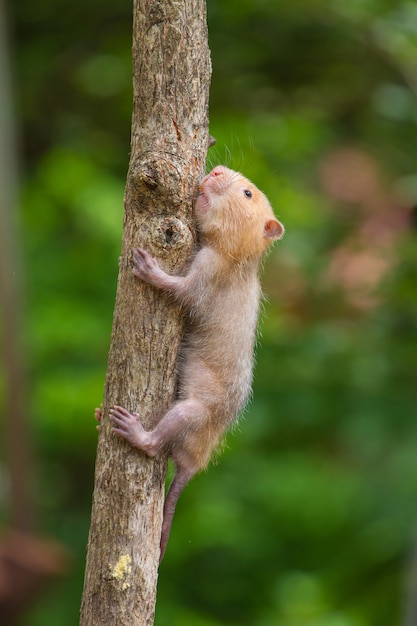 Rata de bambú menor en la naturaleza