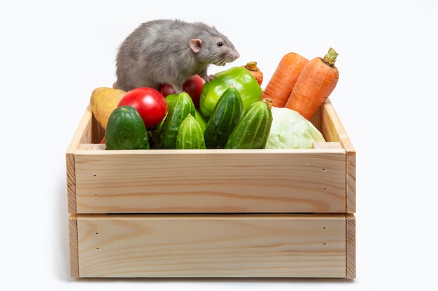 Foto rata en una caja con verduras. fondo blanco aislado símbolo año de la rata. linda mascota