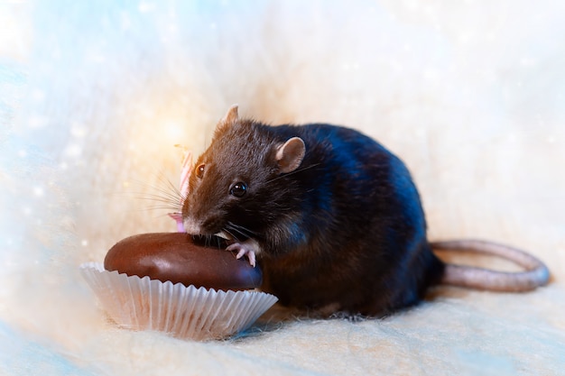 Una rata celebra su cumpleaños y come un pastel con una vela.