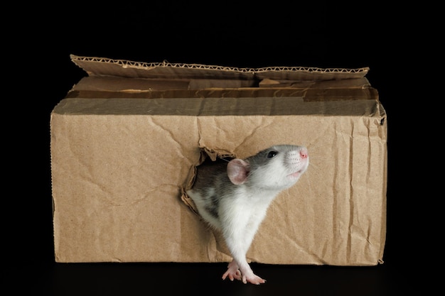 Una rata de color sale de un agujero en una caja de cartón el ratón roció a través del agujero plaga aislada en un fondo negro para las letras