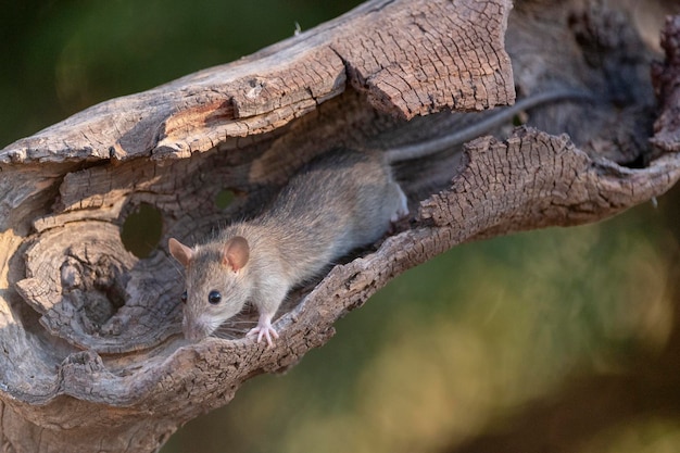 Rata doméstica (Rattus rattus) Málaga, España