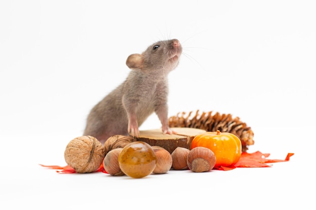 Rata dumbo gris con nueces en blanco