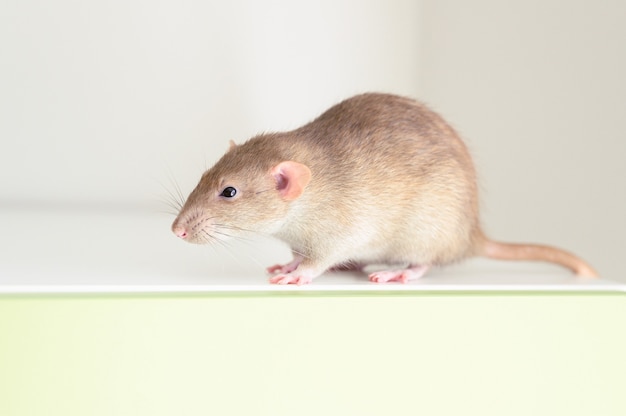 Rata esponjosa mascota linda con pelaje marrón beige en una pared blanca