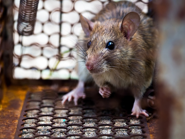 La rata estaba en una jaula atrapando a una rata. la rata ha contagiado la enfermedad a humanos como plaga.