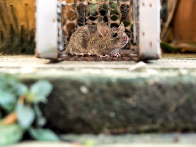 La rata estaba en una jaula atrapando una rata