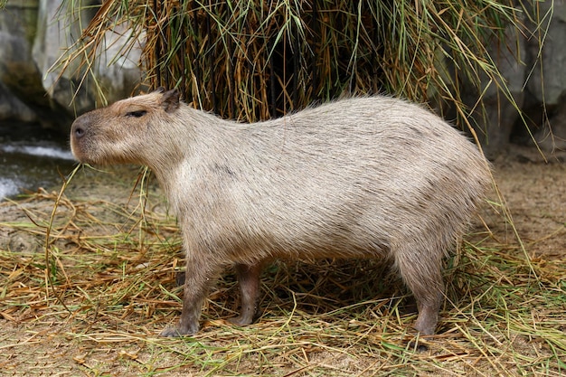 La rata gigante Capybara es un lindo animal en el jardín