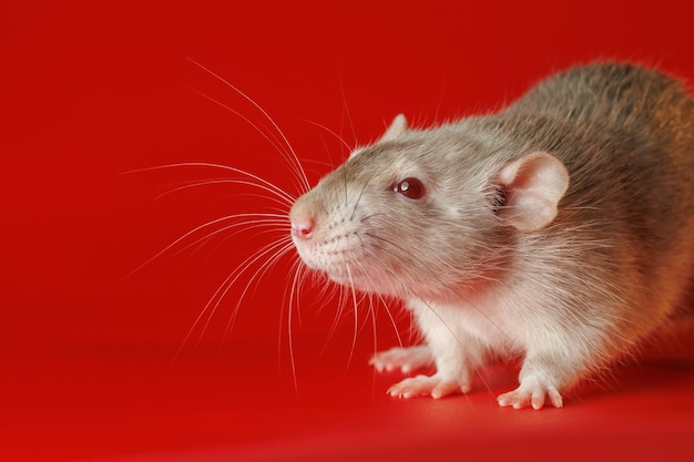 Rata gris aislada sobre un fondo rojo Retrato en primer plano de un ratón El roedor se encuentra en sus patas Foto para cortar y escribir