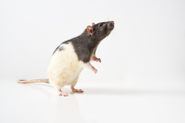 Rata gris y blanca de pie sobre las patas traseras aislado sobre fondo blanco.