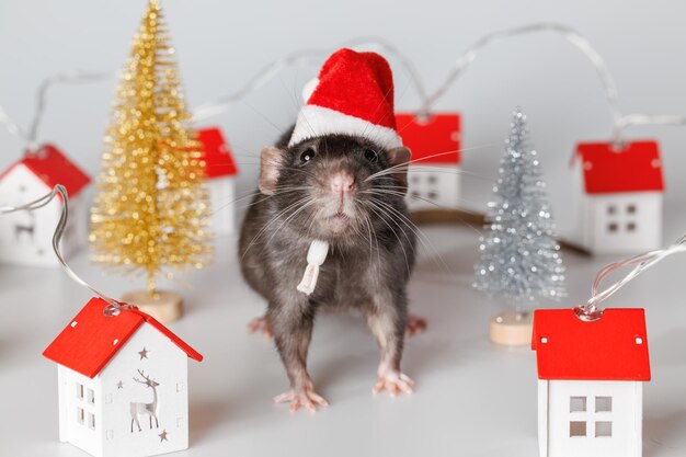 Rata gris con un sombrero rojo de Papá Noel Ratón guirnalda de Navidad con casas de juguetes y árboles Mascota aislada en fondo blanco concepto de vacaciones de Año Nuevo