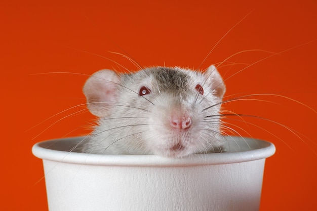 Foto rata gris en una taza de papel rato en una tazón de café retrato de una plaga rodente aislado en fondo naranja para letras y encabezado