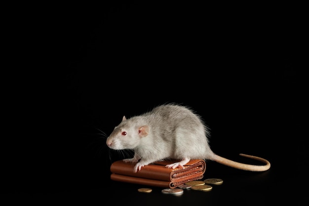 Una rata gris yace en una billetera con monedas Rato y dinero aislados en un fondo negro Rodente codicioso roba monedas