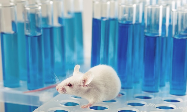 Foto rata de laboratorio blanco aislado sobre fondo azul.