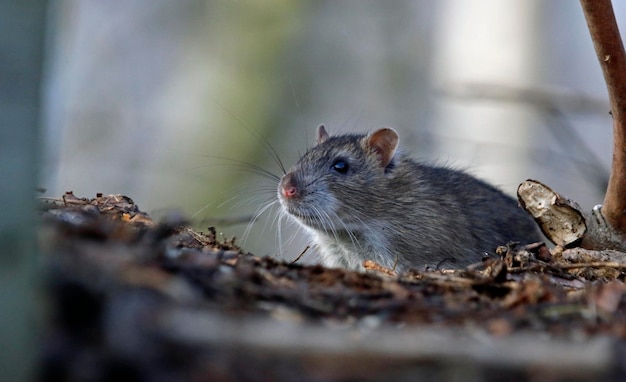 Rata marrón forrajeando y alimentándose en el bosque