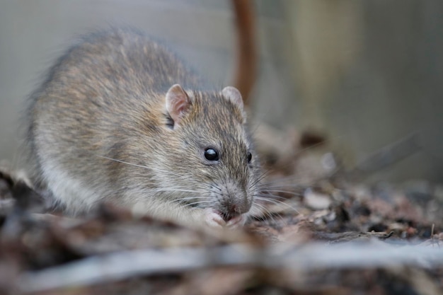 Rata marrón forrajeando y alimentándose en el bosque