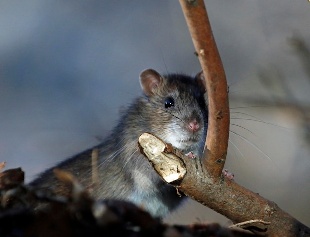 Rata marrón forrajeando y alimentándose en el bosque