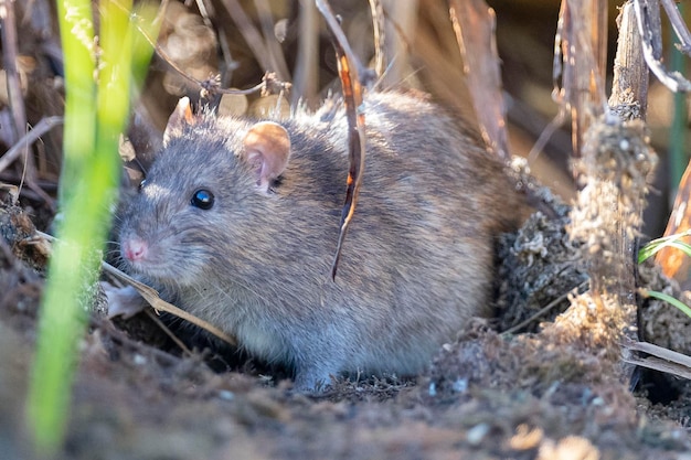 Rata marrón Rattus norvegicus Granada España