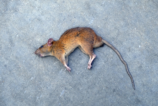 Foto rata muerta (ratón), fondo aislado en carretera.