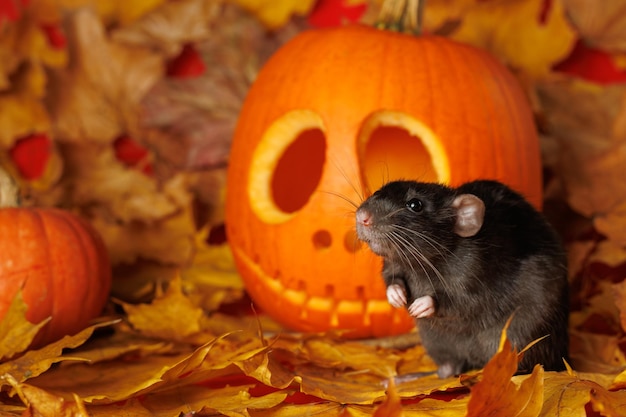 Rata negra en un fondo rojo Calabaza en hojas de arce caídas concepto de vacaciones de Halloween