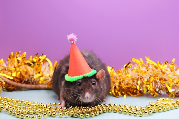 Rata negra con un gorro rojo de Navidad