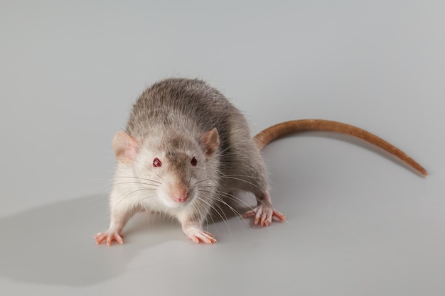 Rata con pelaje gris Rodente aislado sobre un fondo gris Retrato de animal para cortar y escribir