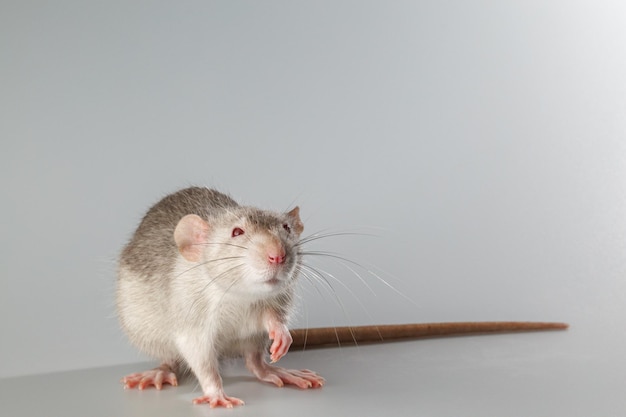 Foto rata con pelaje gris rodente aislado sobre un fondo gris retrato de animal para cortar y escribir