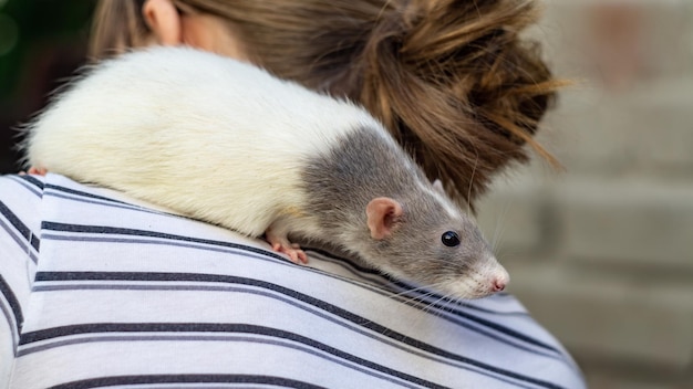 Foto una rata se sienta en el hombro de una niña