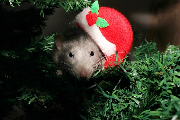 Una rata con un sombrero de Navidad, un ratón de Navidad. Símbolo del año nuevo en el calendario chino. Año nuevo y concepto de Navidad.