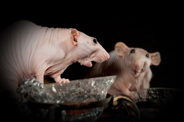 Rata sphynx rosa sin pelo, muy sorprendida se ve en el reflejo de sí mismo en el espejo
