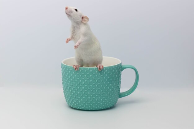 Rata en una taza de menta.
