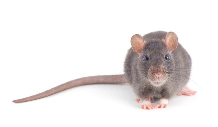 Rata