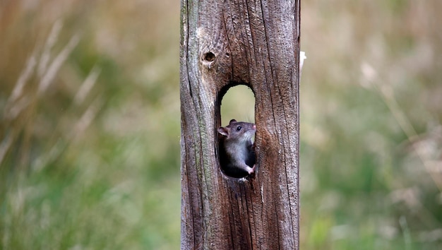 Ratas marrones en la granja