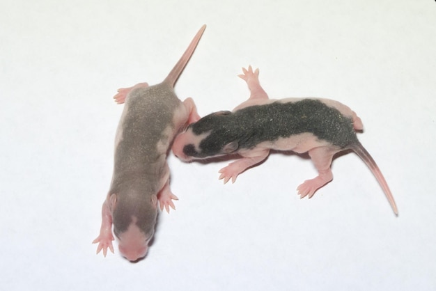 Ratas recién nacidas