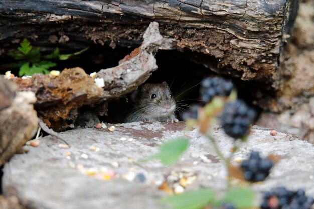 Ratazanas à procura de comida sob os alimentadores de pássaros