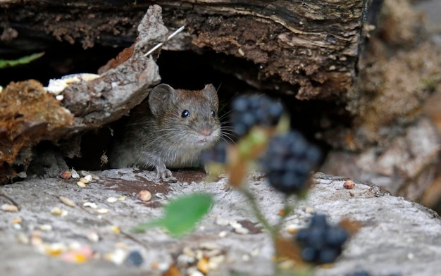 Ratazanas à procura de comida sob os alimentadores de pássaros