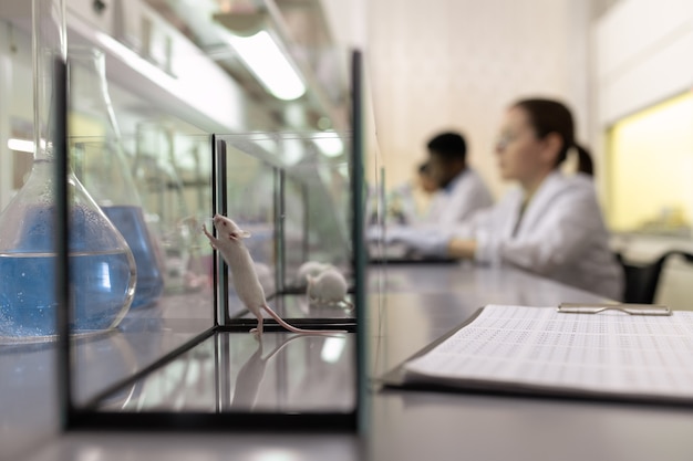 Ratinho branco em caixa de vidro sobre a mesa se preparando para experimento científico no laboratório