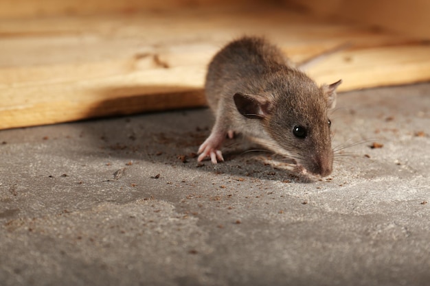 Ratinho fofo cheirando migalhas